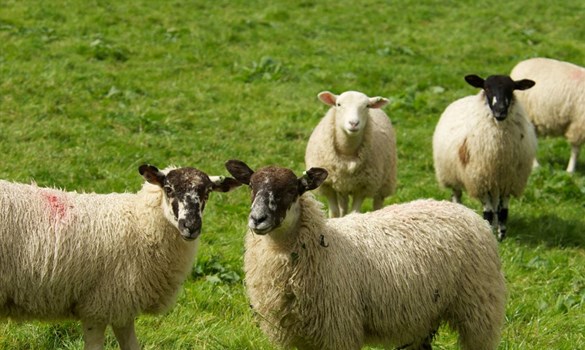 Four sheep stood in a field of grass